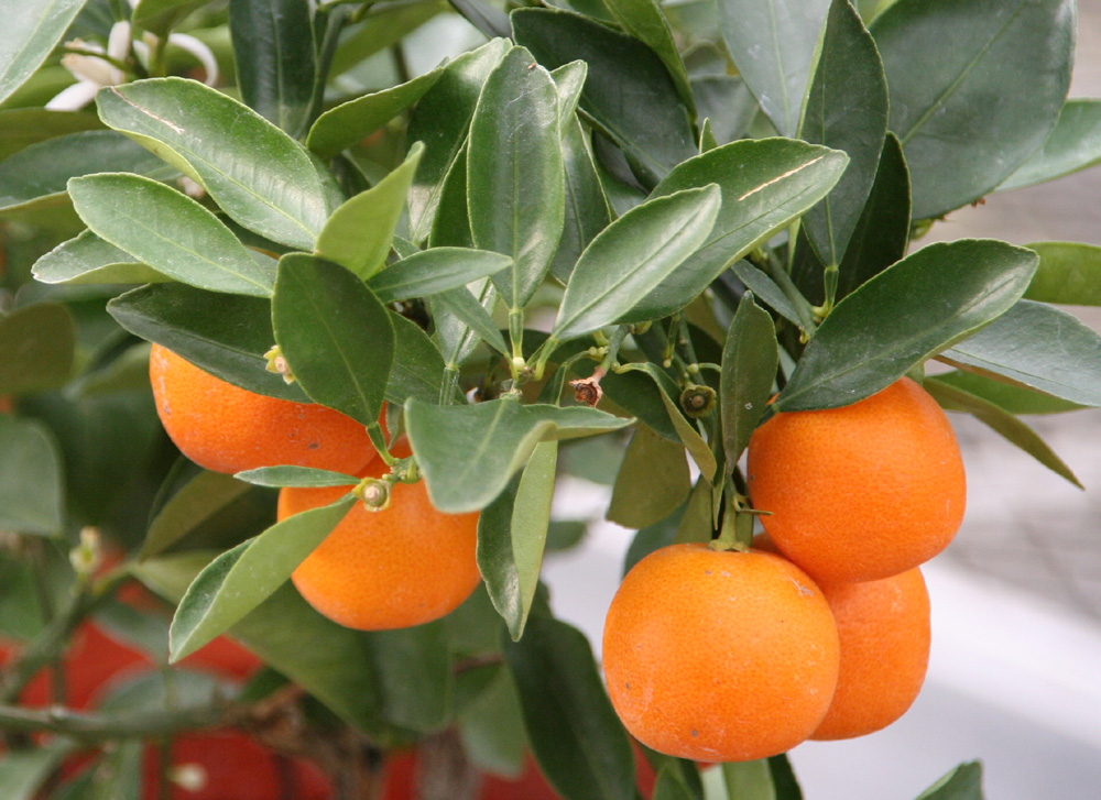 大吉大利柑桔树citrus tree in pot