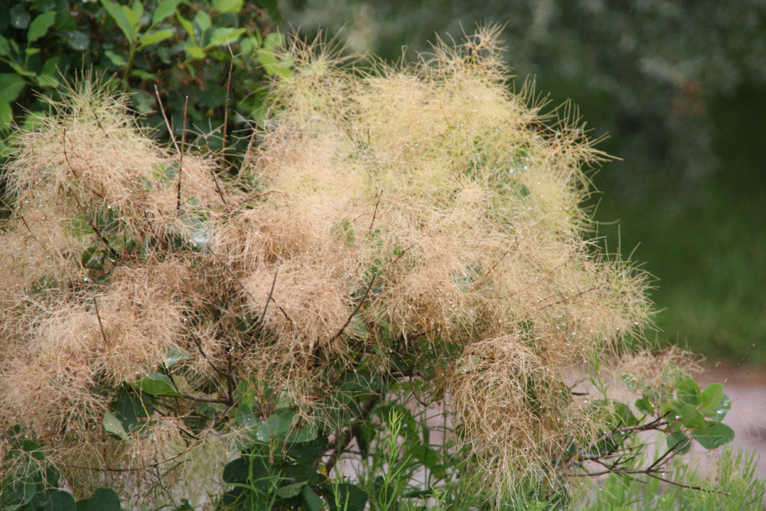 袁晓辉rita 黃栌smoke Bush 煙霧樹