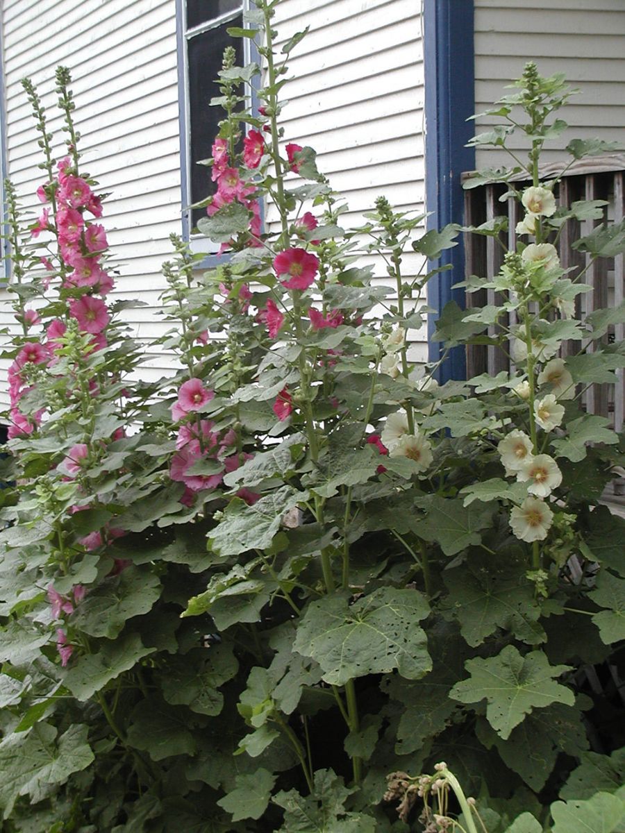 Hollyhock 中文